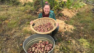 Fall Garden Finale Harvesting amp Winterizing Our Alaskan Homestead Plot [upl. by Cornish305]