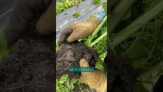 Breathing Life into Farmland with Regenerative Farming 🌱 Healthier Soil Healthier Planet farming [upl. by Winterbottom]