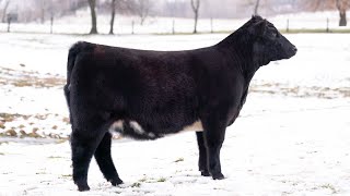 sMcK Lil Ali Lady  2024 Ohio Beef Expo [upl. by Zosima]