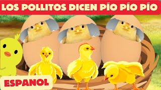 Los Pollitos Dicen Pío Pío Pío 🐥 Canción Infantil en Español  MikuTV Rhymes [upl. by Kcirdor]