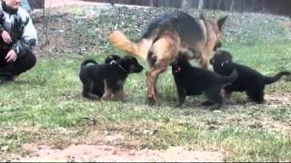 Les chiots Berger allemand a Holi  1 mois de vie [upl. by Naugan]