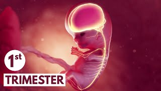 First Trimester  3D Animated Pregnancy Guide [upl. by Aurelia]