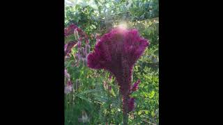 Flor Cristadegalo Celosia cristata [upl. by Constantino69]