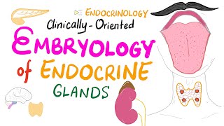 Embryology of Endocrine Glands  Pituitary Thyroid Adrenals  Endocrinology Series [upl. by Yeslek]