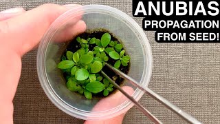 Anubias Propagation from Seed Rare  DIY Emersed Aquatic Plant Farm [upl. by Eelsha]