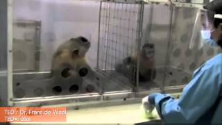 Capuchin Monkey Disapproves of Inequality in Viral Video [upl. by Nameloc924]