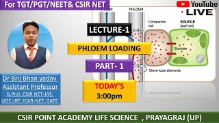 PHLOEM LOADING  Translocation of Food in Plants  Plant Physiology  CSIRNET JRF [upl. by Eyllom109]