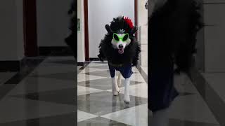 Erha version of the zodiac dog at home center in Paris Funny Husky [upl. by Nama571]