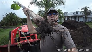 Planting Banana Suckers  Pups in my Hugelkultur beds [upl. by Brady]