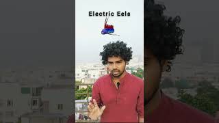 ELECTRIC Eel FACTS You Wont Believe facts [upl. by Sethrida]