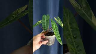 Variegated Billietiae aroidindonesia plants indoorplants [upl. by Eudosia]