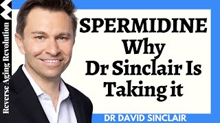 Spermidine  Why Dr David Sinclair Is Taking It  Dr David Sinclair Interview Clips [upl. by Mahalia]