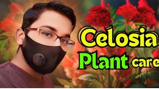 Celosia Plant Care  How to Grow Celosia from Seeds trending freshgardeningip [upl. by Ikram]