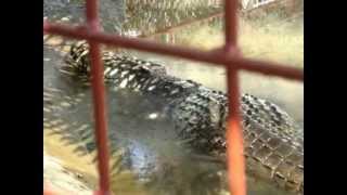 WORLDs biggest crocodile c LOLONG [upl. by Ignatius21]