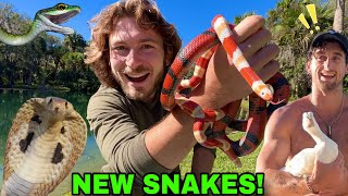 New VENOMOUS Snakes with TooTurntTony [upl. by Shane549]