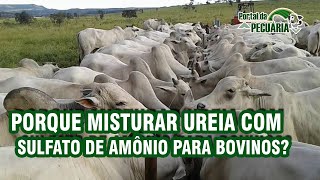 Porque misturar ureia com sulfato de amônio para bovinos [upl. by Laveen]