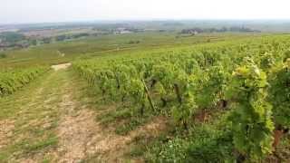 Discover The Red Wines of Burgundy [upl. by Meehyrb69]