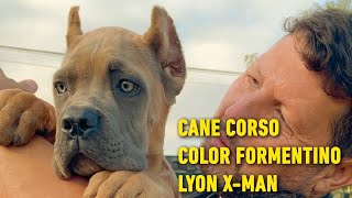 CANE CORSO Color Formentino [upl. by Landahl]