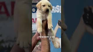 Labradors Puppy Sale 😍 Cute Puppy Sale ☺️ Dog Sale Delhi 😘 [upl. by Etireugram]