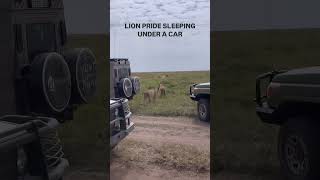 Lion pride looking for shade tanzaniasafari lionpride lions wildlife africansafari serengeti [upl. by Ttayh]