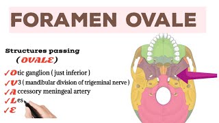 Structures passing through Foramen Ovale [upl. by Rudich]