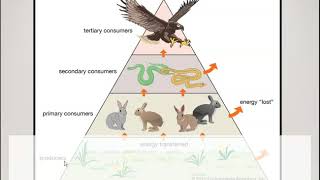 Producers Consumers Decomposers [upl. by Oalsecnew]