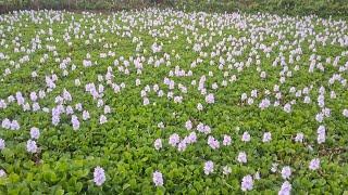 Water hyacinths Plant  Nukgui Video Tisaya Tongman Liya 😍  kochuripana  Just Looking Like a Wow😍 [upl. by Teague]