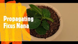 How to Propagate Ficus Nana Plant [upl. by Martinic]