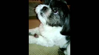 chien qui chante shihtzu [upl. by Zanze]