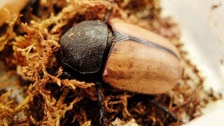 Eupatorus gracilicornis  Nashornkäfer  Rhinoceros Beetle [upl. by Whitelaw]