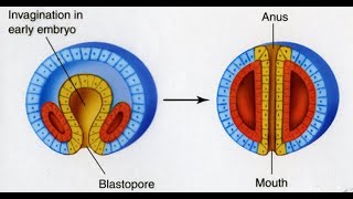 Types of Eucoelom or coelom Schizocoelous vs enterocoelous [upl. by Lael971]