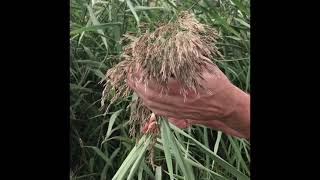 Invasive common reed  Phragmites australis [upl. by De Witt72]