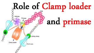 DNA clamp loader and primase [upl. by Hartnett661]