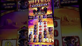 5 Super Stampede Buffalo Ascension Massive Jackpot Handpay Lucky Slot Machine [upl. by Amarillas51]