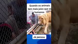 Depois que perde os braços o animal que é ruim 🦁 [upl. by Ardeid]