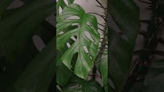 How to Get Big Leaves  Wild Monstera Plant [upl. by Assyl]