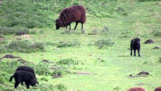 Hebridean amp Manx Loaghtan Sheep amp Lambs [upl. by Schaab969]