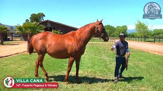 147Y VILLA CANA 9 Fusaichi Pegasus  Vilinsky [upl. by Oelc]