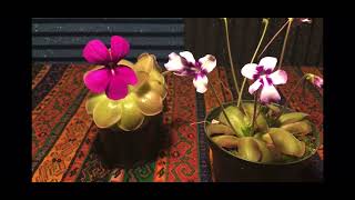 How to Pollinate Pinguicula [upl. by Erine]