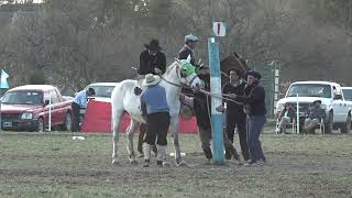 GRAN MONTA ESPECIAL 2 EMILIANO LALLI  “La Pequinesa” de LEOZ  CATEGORÍA BASTOS [upl. by Cristen51]