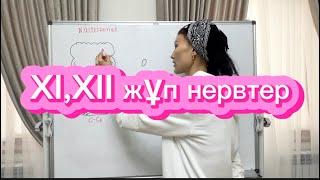 Тіласты және қосымша жұп нерв Nervus accessorius et hypoglossus неврология анатомия 1112 [upl. by Yra]