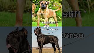 Bullmastiff vs Cane Corso  Subscribe for Bullmastiff Like for Cane Corso  bullmastiff canecorso [upl. by Maurilla]