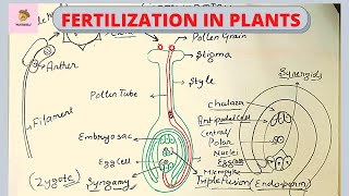 FERTILIZATION IN PLANTS in Hindi [upl. by Jerrold]