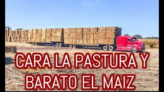 ¡¡EMPEZAMOS A EMPACAR EL RASTROJO DE MAÍZ Y SORGO PARA LAS ANGUS [upl. by Gaves856]