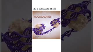 Stunning Visualizations of DNA Cell Division Explained shorts viral biology DNA trendingshorts [upl. by Salas]