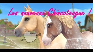 SSO  3 nouveaux chincoteague [upl. by Bartolomeo]