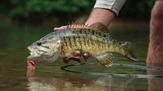 FLY FISHING for BIG River SMALLMOUTH  EPIC Bass Fishing [upl. by Kelson569]