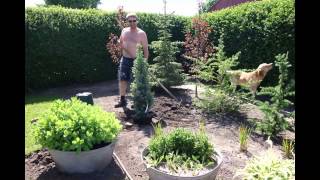 Planting  Picea Pungens Iseli Fastigiata [upl. by Eiramave338]