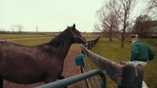 Lexington Kentucky  The Horse Capital of the World [upl. by Mazel]