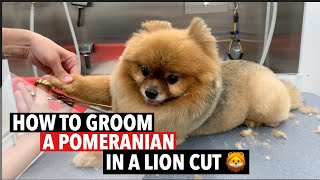 HOW TO GROOM A POMERANIAN IN A LION CUT 🦁 [upl. by Cleveland]